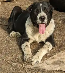 Central Asia Shepherd Dog - Dzhakhat Iz Zamka Larisi