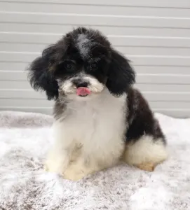 Cavapoo - Dandy