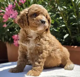 Cavapoo - Artheon