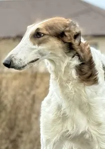 Orosz agár - Carskiy Favorit Veles