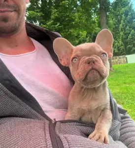 French Bulldog - Thug Life Paco