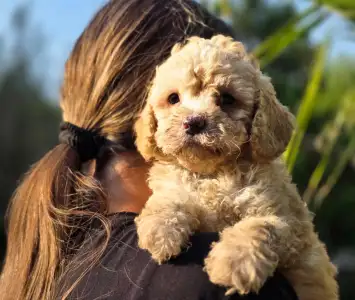 Cavapoo - Mia