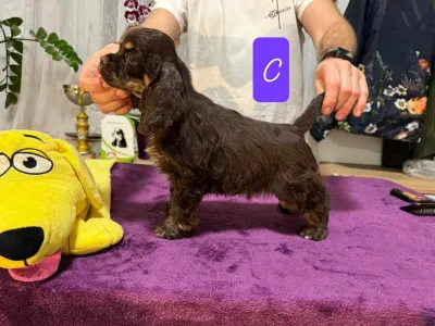 American Cocker Spaniel - Bilbo Of Your Sweetest Dream