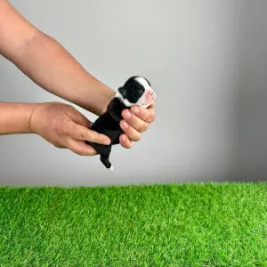 Boston terier - Gingo