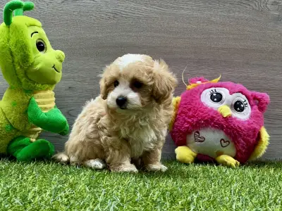 Maltipoo - Pajti