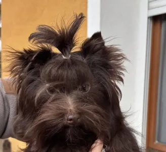 Yorkshire Terrier - Jaden