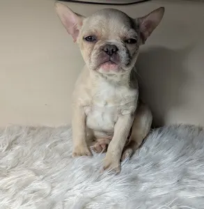French Bulldog - Susan