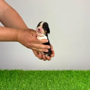 Кавалер кинг-чарльз-спаниель - Moonfire