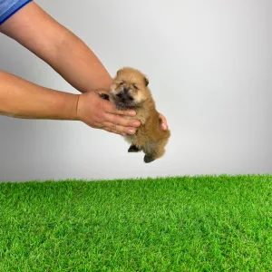 German Pomeranian Spitz - Point