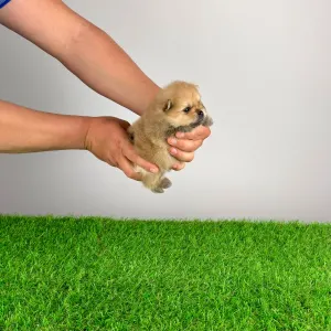 German Pomeranian Spitz - Ziro