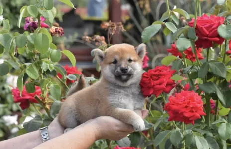 Shiba - Bravados Inori