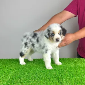 Australian Shepherd - Talizman