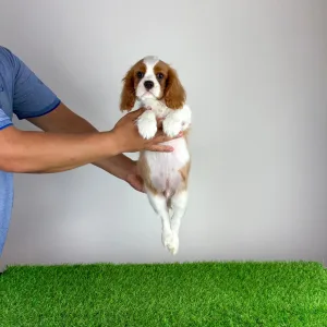 Cavalier King Charles Spaniel - Zammel