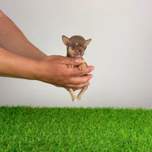 Чихуахуа - Chiquita