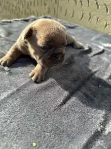 Francuski buldog - Kira