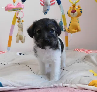 Jack Russell Terrier - Joyful Jack Charlotte