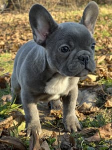 French Bulldog for sale Domb v r Thuglife Kennel Thug Life