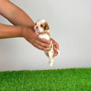 Cavalier King Charles Spaniel - Lotus