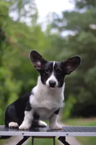 Cardigan welsh corgi - Kolonels Mendenhall 