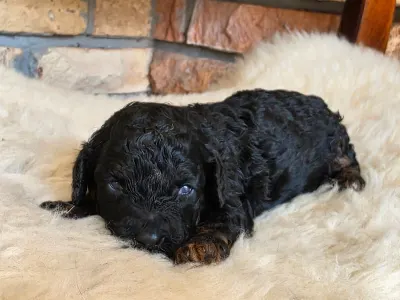 Cavapoo - Nobu