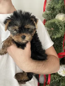 Yorkshire Terrier - Maurice