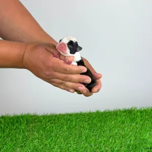 Boston Terrier - Kismet