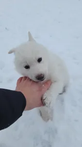 Siberian Husky - Ametiszt Of Polar Moonlights