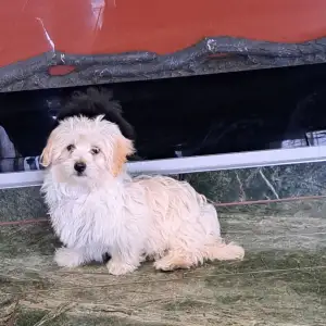 Havanese - Deres