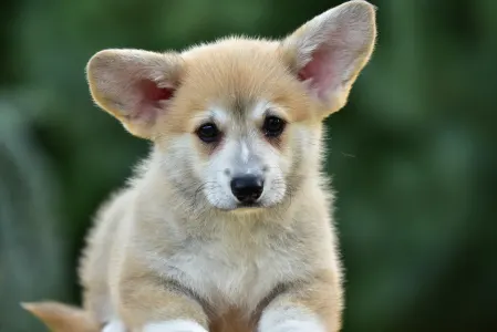 Corgi galez Pembroke - Gingers Heritage Joy Of Lefkada