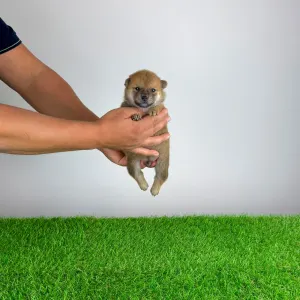 Shiba - Yarrow