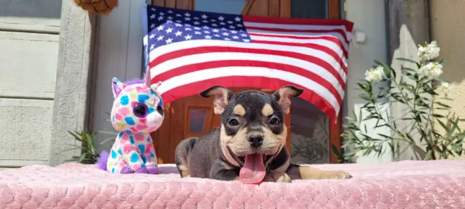 American Bully - Pocket - Zara
