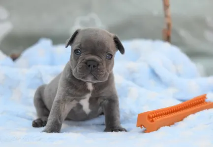 Francuski buldog - Monty