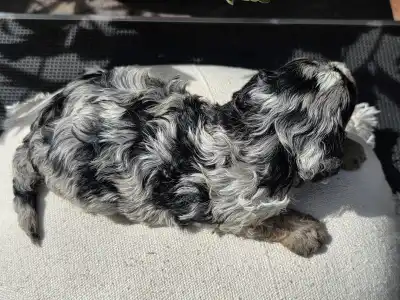 Cavapoo - Merlin