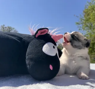 Pembroke Welsh Corgi - Cornelius