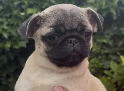 Carlino - Ashley