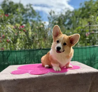 Welsh Corgi Pembroke - Astor Victory Crown Of Your Brilliand Diamond