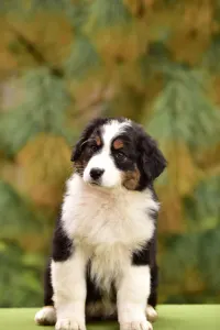 Australian Shepherd - Miami