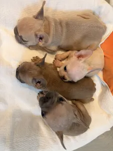Französische Bulldogge - Platinum 