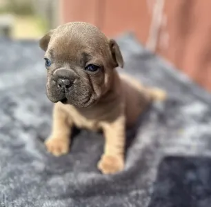 Francouzský buldoček - Johnny