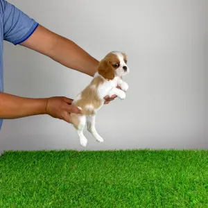 Cavalier King Charles Spaniel - Penta