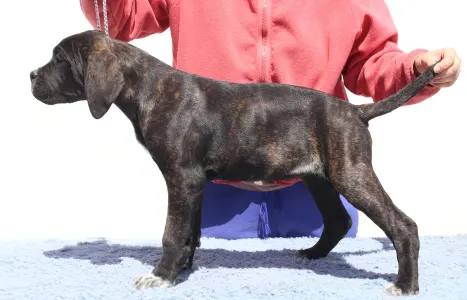 Cane Corso - Chelsea