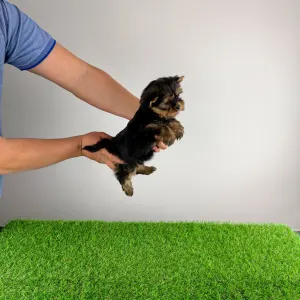 Yorkshire Terrier - Riffraff