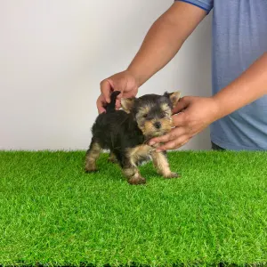 Yorkshire Terrier - Digi