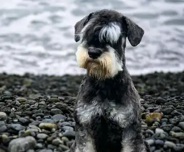 Schnauzer nain - Monarca Dark Angel Julia