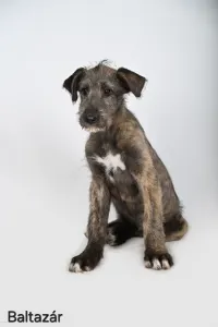 Irischer Wolfshund - Baltazár
