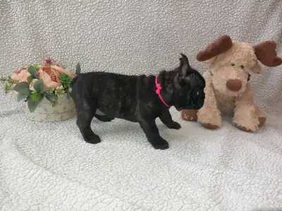 Francuski buldog - Miora Frenchie Norma Jane