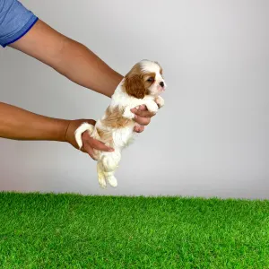 Cavalier King Charles spániel - Neele