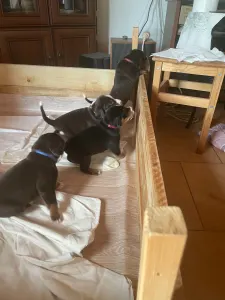Bouvier de l'Appenzell - Bessy