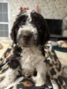 Španělský vodní pes - El  Dorado 