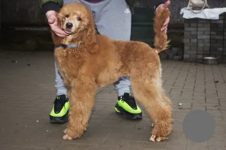 Poodle Standard - Jatt Black